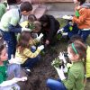 Plantare-Nicu-Albu-2
